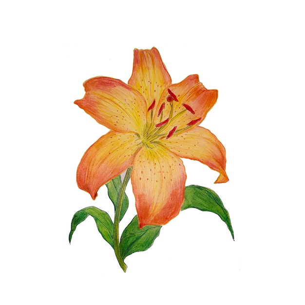 lily flowers illustration Free Vector