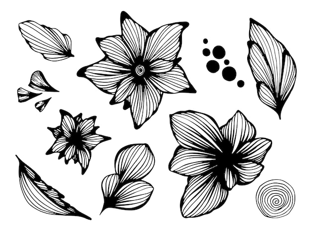 Lily flowers and leaves set botanical plants hand drawn abstract line art illustration