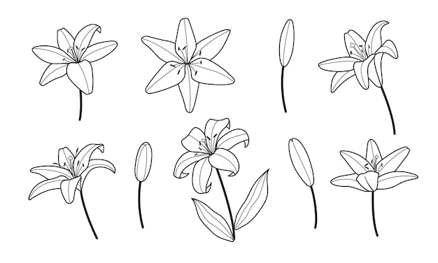 Lily flowers logo line minimal style.