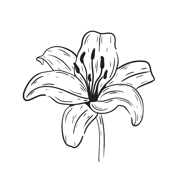 Vector lily hand drawn vector