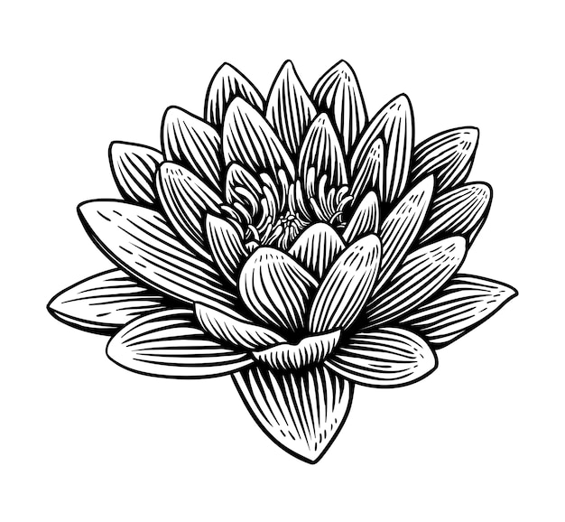 Vector lily lotus water flower illustration hand drawn