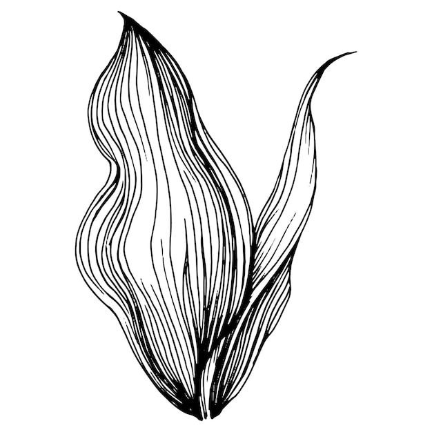 Vector lily of the valley by hand drawing maylily floral logo or tattoo