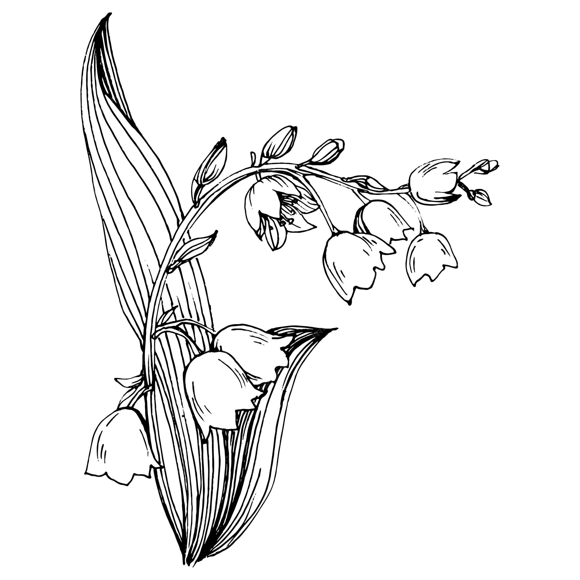 Premium Vector | Lily of the valley by hand drawing maylily floral logo ...