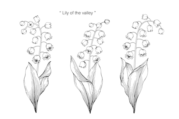 Vector lily of the valley flower drawing illustration.