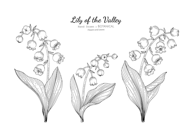 Illustrazione botanica disegnata a mano di fiori e foglie di mughetto con line art.