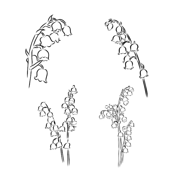 Lily of the valley flower minimalistic drawing
