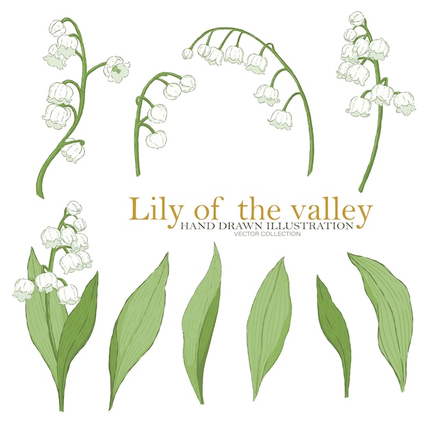 Vector lily of the valley illustration elements vector collection