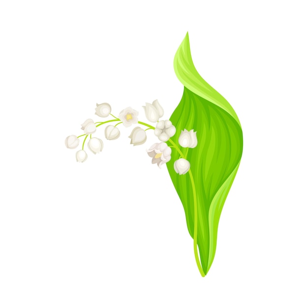 Vector lily of the valley or may bells with oblong green leaf and pendent bellshaped white flowers vector illustration