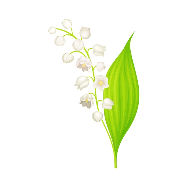 Vector lily of the valley or may bells with oblong green leaf and pendent bellshaped white flowers vector illustration