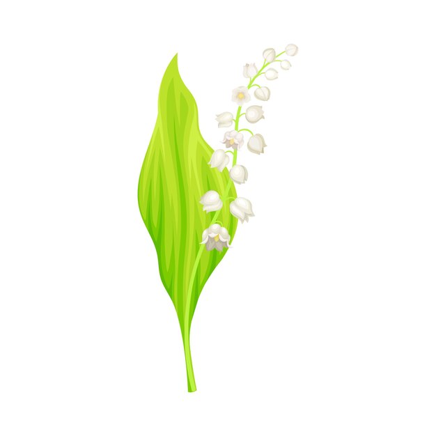 Vector lily of the valley or may bells with oblong green leaf and pendent bellshaped white flowers vector illustration