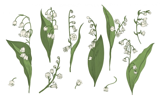 Vector lily of the valley realistic collection. hand drawn buds, leaves and stems set. colorful   illustration.