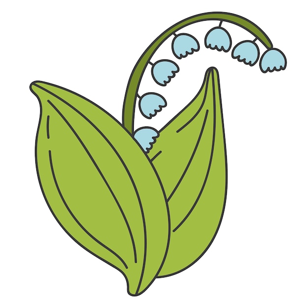 Vector lily of the valley vector illustration of a spring flower