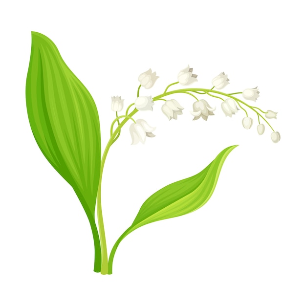 Lily of the Valley with Oblong Leaves and Flowers Vector Illustration