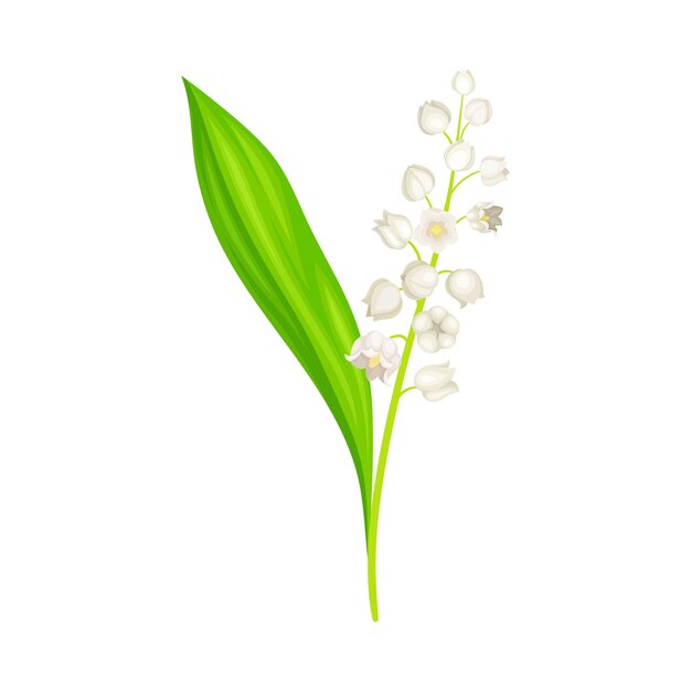 Vector lily of the valley with pendent bellshaped white flowers vector illustration