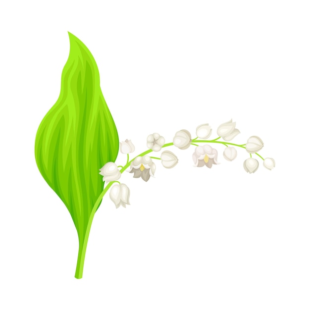 Vector lily of the valley with pendent bellshaped white flowers vector illustration