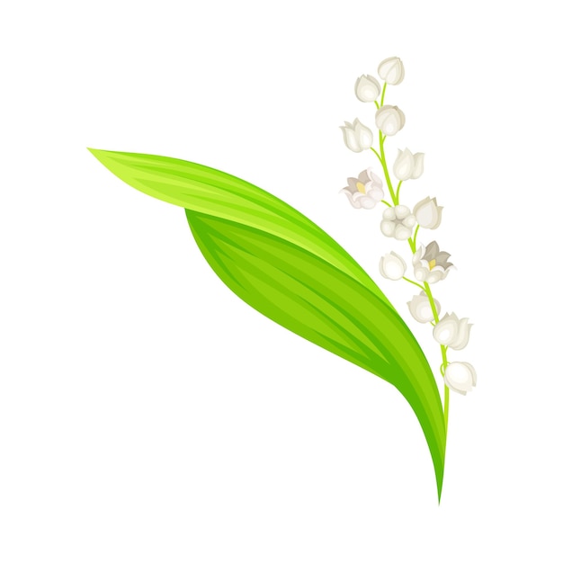 lily of the valley with pendent bellshaped white flowers vector illustration