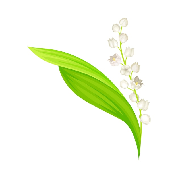 Lily of the valley with pendent bellshaped white flowers vector illustration