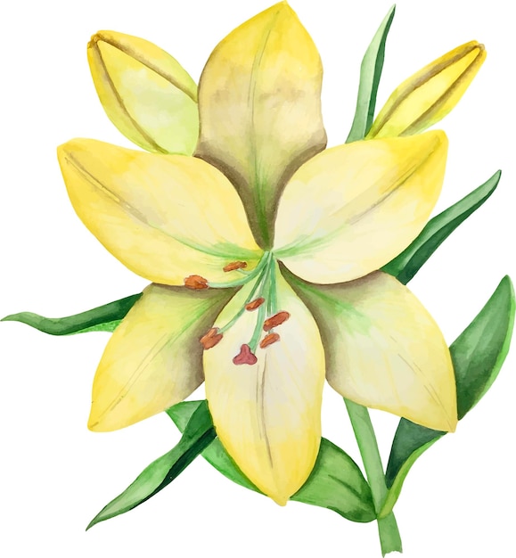 Lily watercolor vector