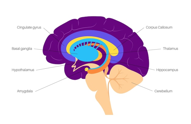 Vector limbic system concept and human brain anatomy. cerebral cortex and cerebellum vector illustration