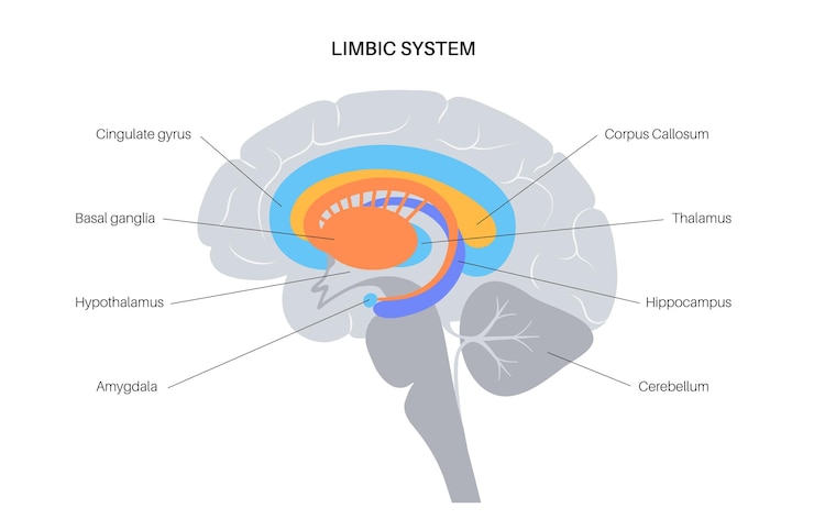 Vector limbic system concept and human brain anatomy. cerebral cortex and cerebellum vector illustration