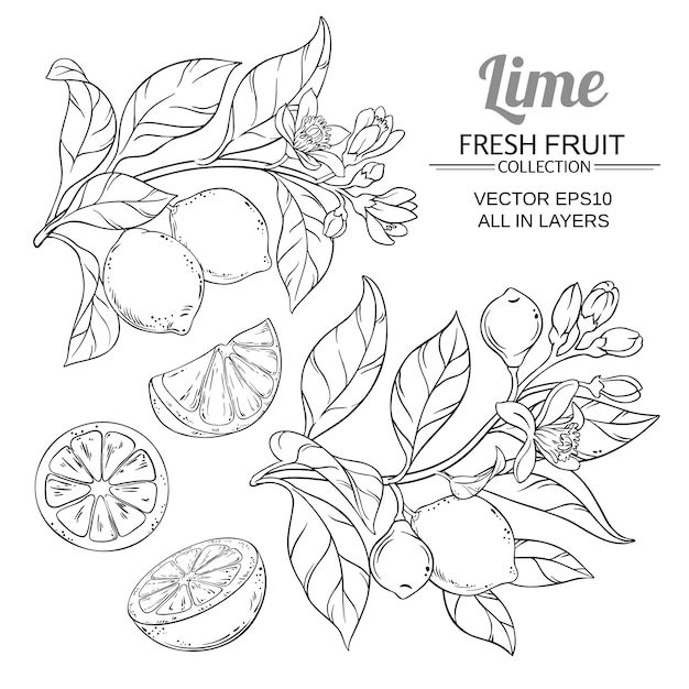 Lime branches vector set