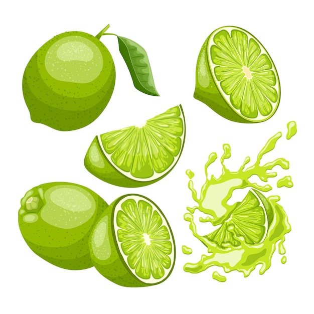 Lime green fruit set cartoon vector illustration