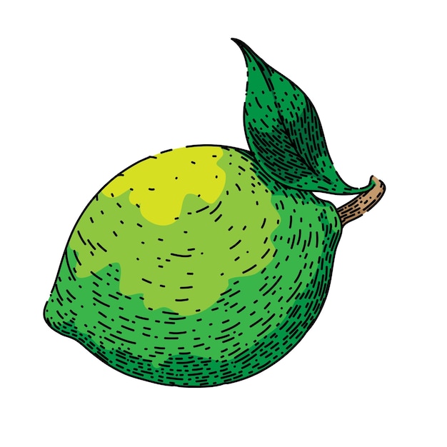 Vector lime green fruit sketch hand drawn vector