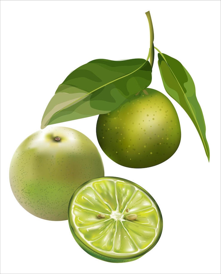 Vector lime green illustration lemon isolated half fruit lime vector illustration