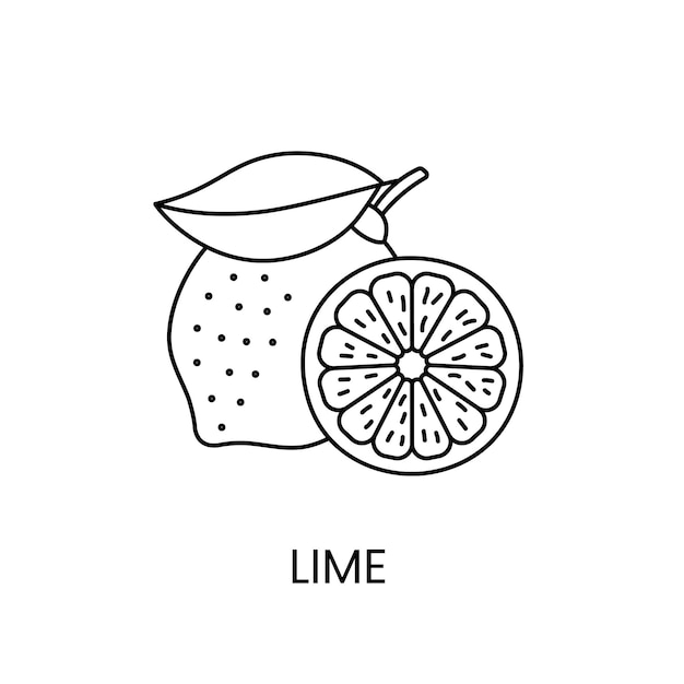 Premium Vector  Lime line icon in vector citrus fruit illustration