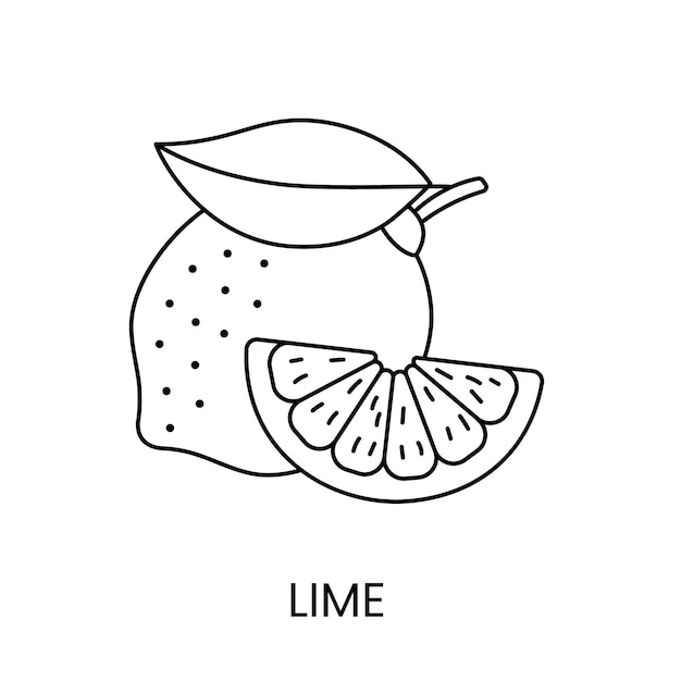 Premium Vector  Lime line icon in vector citrus fruit illustration