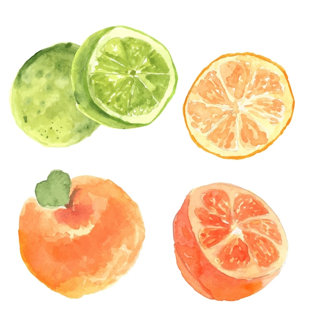 라임과 오렌지 과일 조각 수채화