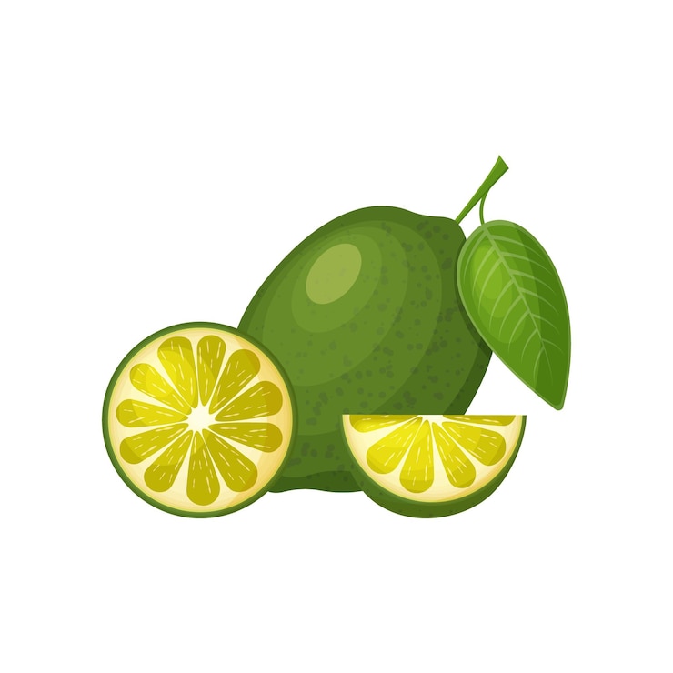 Vector lime ripe green lime with a green leaf whole and sliced lime a tropical fruit vector illustration