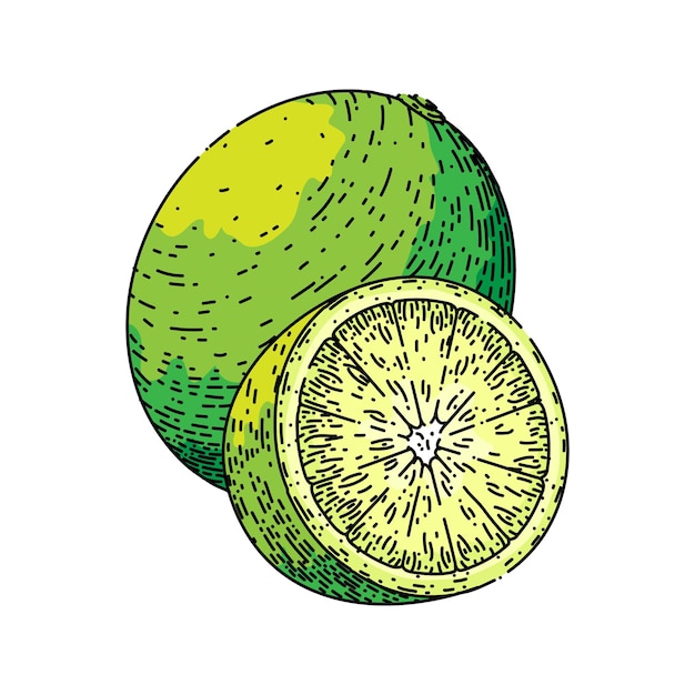 Lime slice fruit sketch hand drawn vector