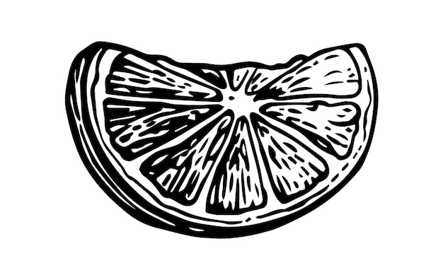 Vector lime slice vintage vector engraving illustration isolated