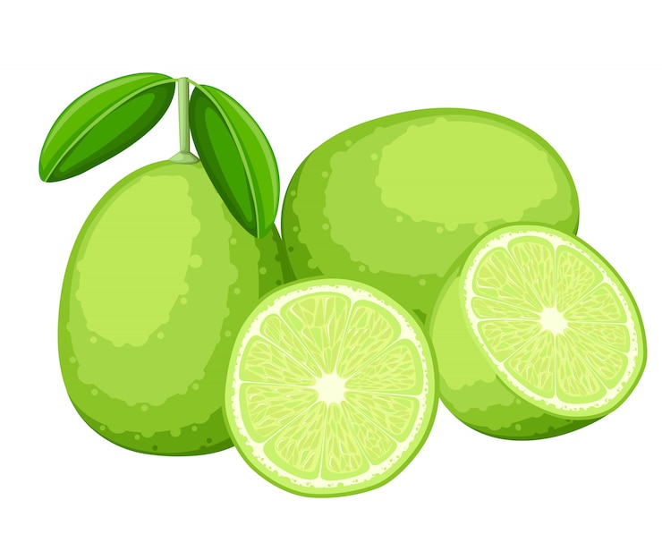 Vector lime and slices of limes.  illustration of limes.  illustration for decorative poster, emblem natural product, farmers market. website page and mobile app 
