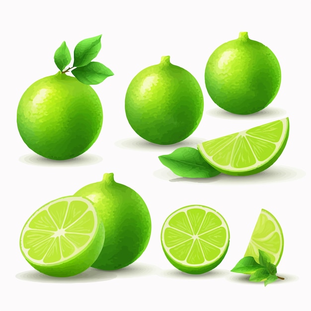 A Lime vector illustration with a leafy stem for added detail