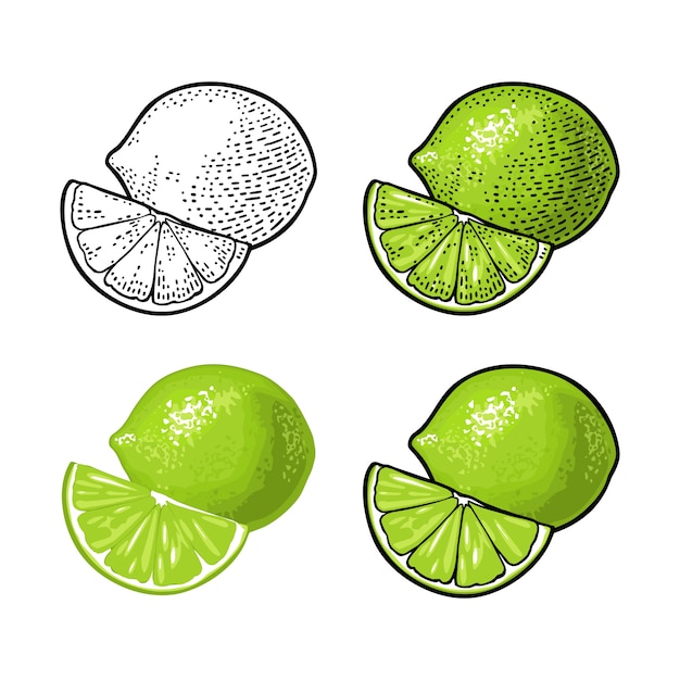 Lime whole and slice. Vintage engraving illustration