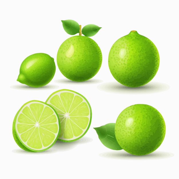 Vector limoen fruit vector set met verschillende poses en hoeken