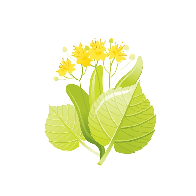 Vector linden boom honing bloem, bloemen icoon. realistische cartoon schattige plant bloesem, lente, zomer symbool. vectorillustratie voor wenskaart, t-shirt print, decoratie design. geïsoleerde witte achtergrond