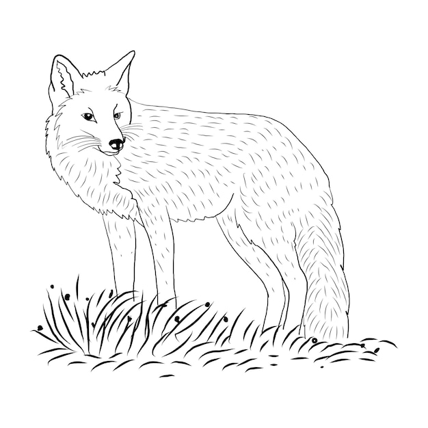 Line art of animal or fox