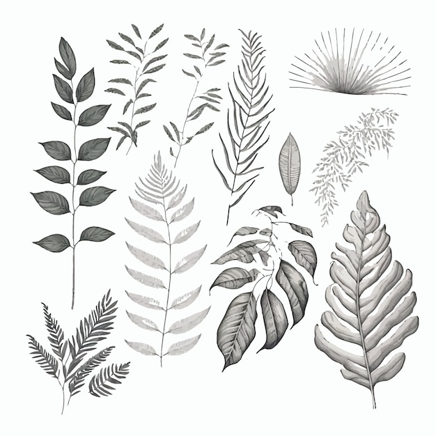 라인 아트 식물학 및 열대 잎 세트 야자나무 잎 유칼립투스 가지와 양치류를 손으로 그린 스케치 손으로 그린 그림 흰색 배경에 격리