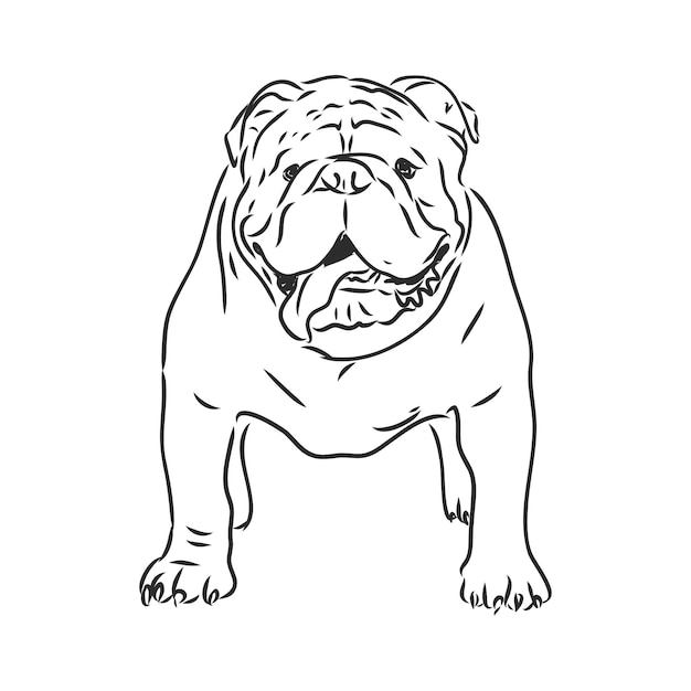 Vector line art of french bulldog with three difference of face bulldog vector sketch