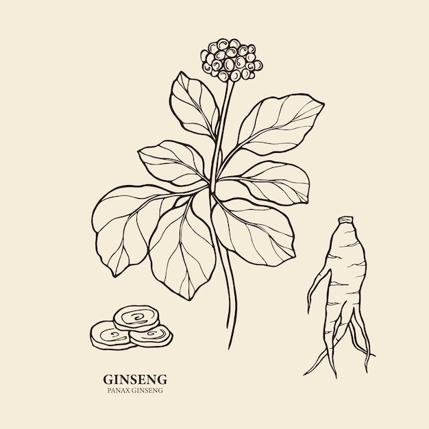 Vettore illustrazione di piante e radici di ginseng line art