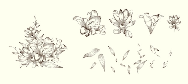 Vector line art hand drawn blooming flowers set