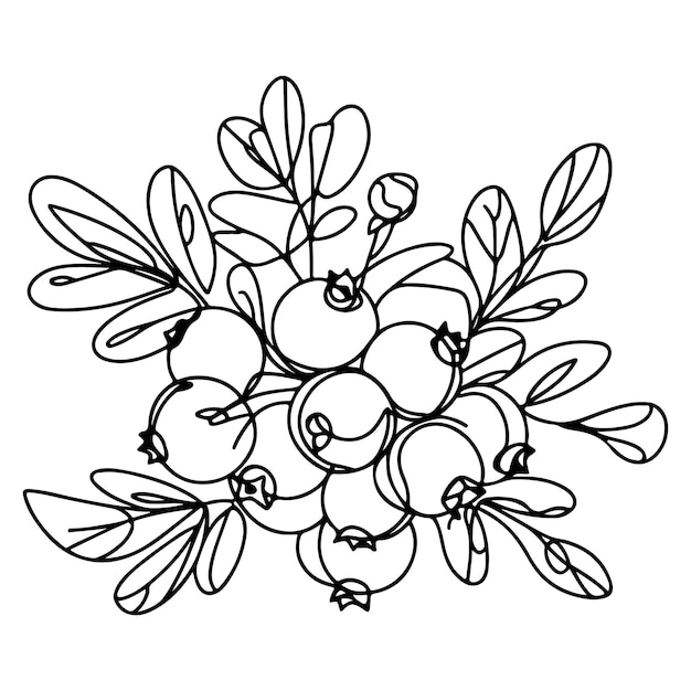 line art illustration of cranberry