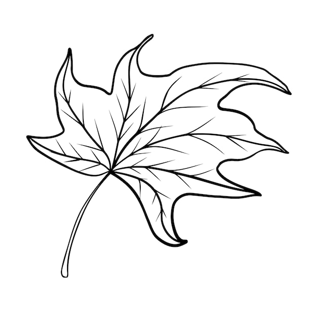 Line art illustration of leaf