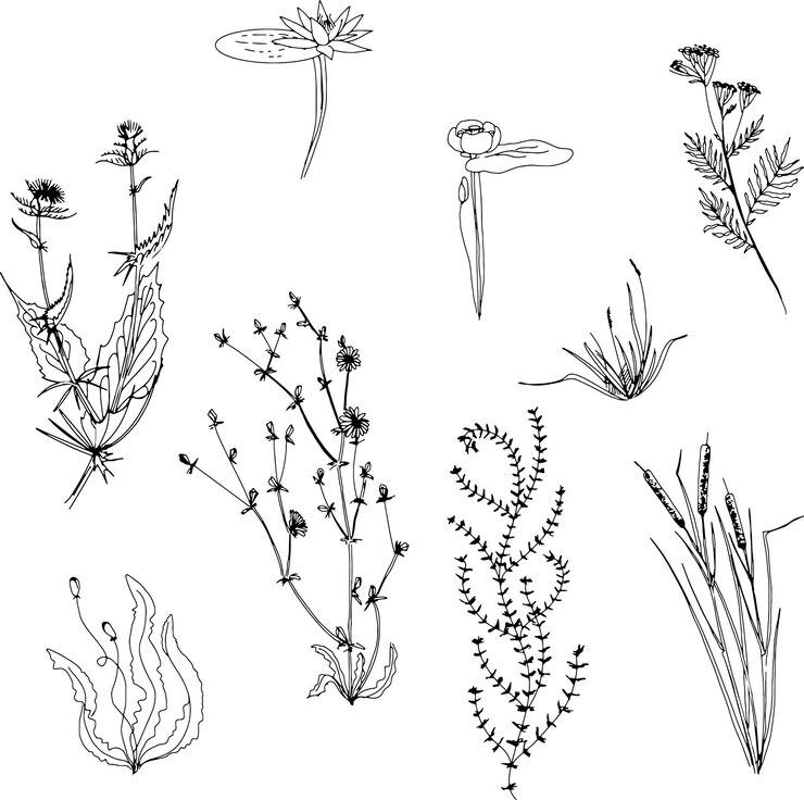 Vector line art plants