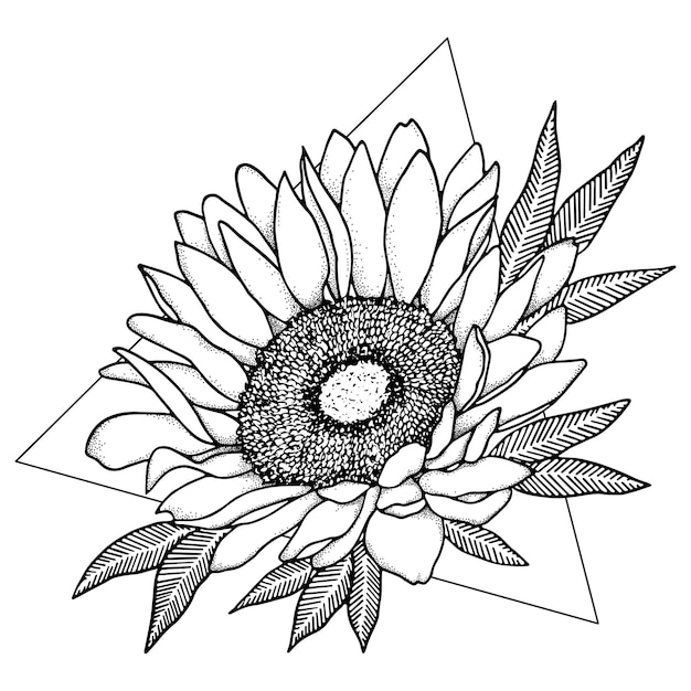 Vector line art sunflower illustration