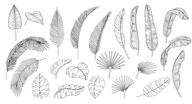 How to Draw a Palm Tree  Envato Tuts