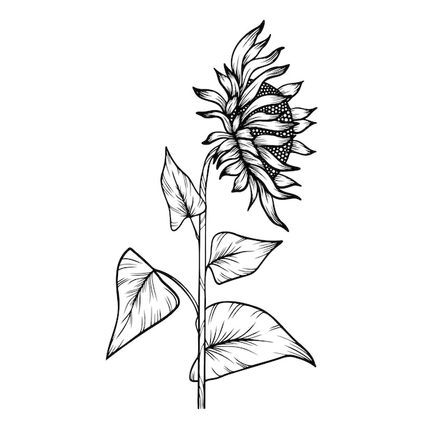 Vector line art vector clipart of sunflower